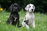 DOGUE ALLEMAND 389